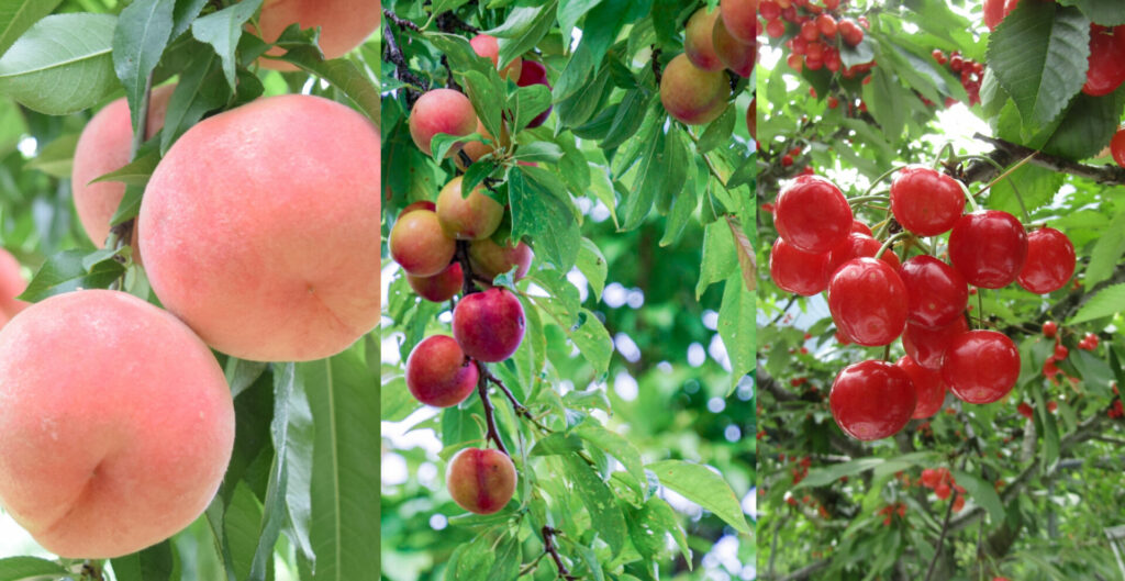 夏が旬のすもも特集|見分け方・追熟方法・すももアイスレシピも紹介 | かごしまぐるり よみもの