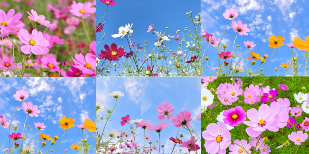秋を彩る満開のコスモス畑。10月中旬～11月上旬の見頃には一面ピンクや白の花が
咲き誇る光景