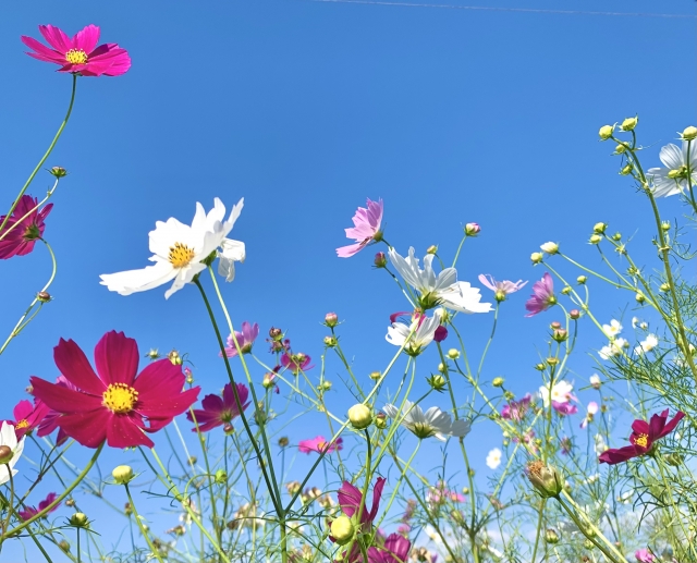 見頃を迎えたコスモス畑と青空のコントラスト。10月から11月にかけて広がる絶景
