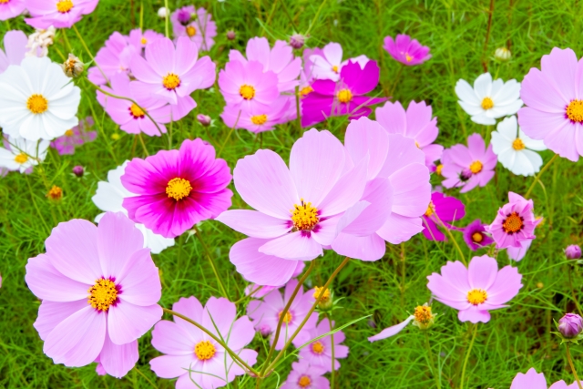コスモス畑で風に揺れる花々。見頃の10月中旬にはピンク・白・赤の色鮮やかな花
が咲き乱れる
