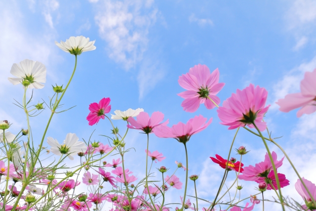 10月に広がるコスモス畑と田園風景。秋晴れの空の下で見頃を迎えた花のじゅうた
ん