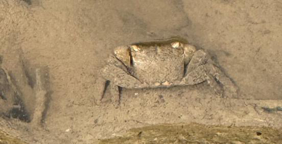 マングローブのカニ