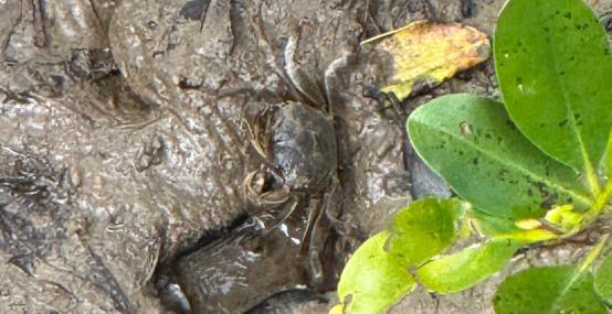 マングローブのカニ