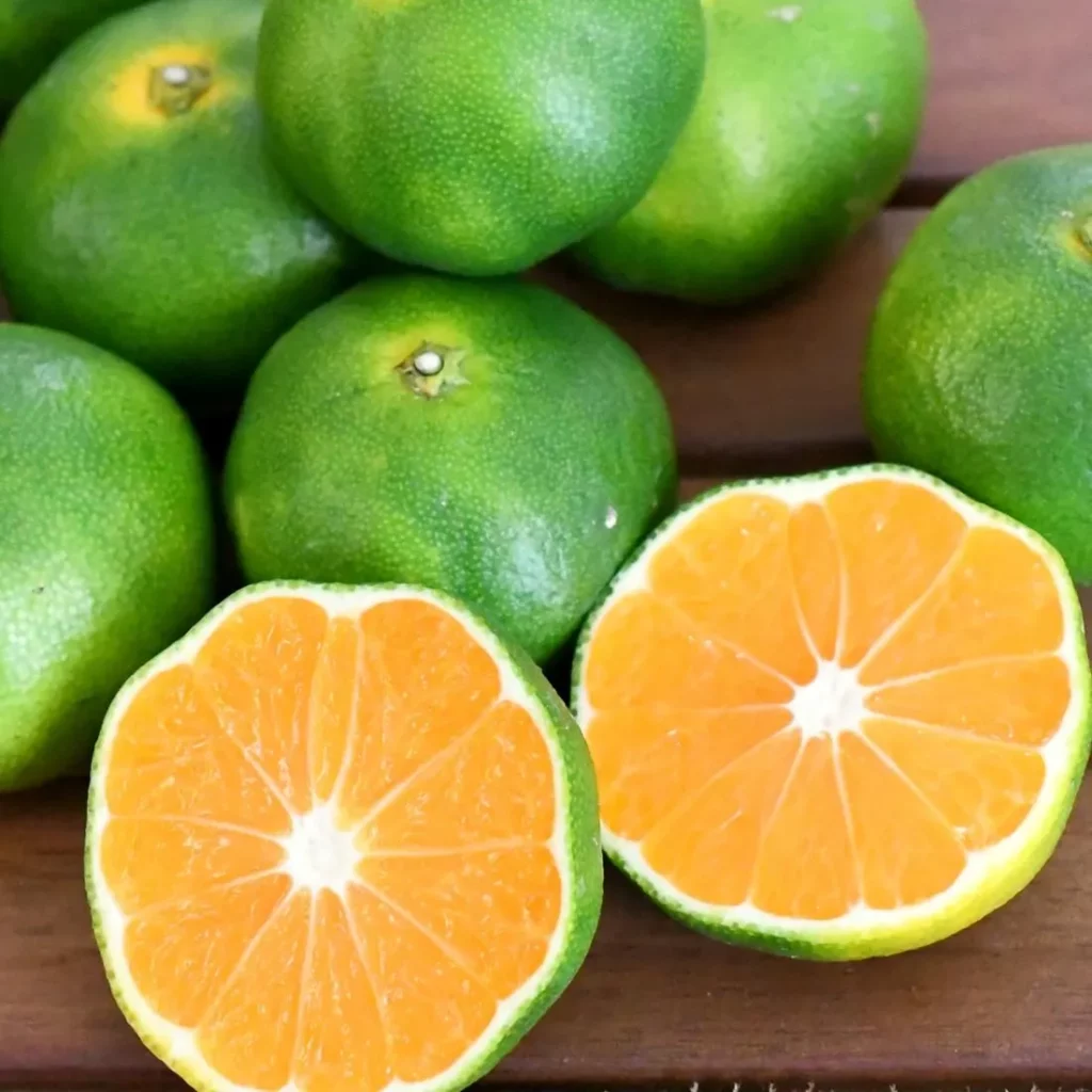 「鹿児島いちき串木野産の極早生温州みかんを池之上果樹園から直送、通販・お取り寄せに人気」