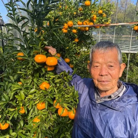 「爽やかな甘酸っぱさが魅力の鹿児島産温州みかん、ギフトや家庭用におすすめ」
