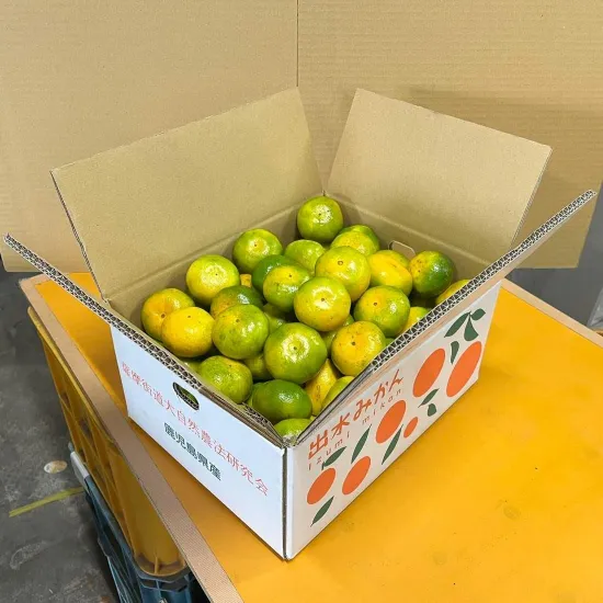 鹿児島出水産の極早生みかんを産地直送でお届け、通販や家庭用におすすめ