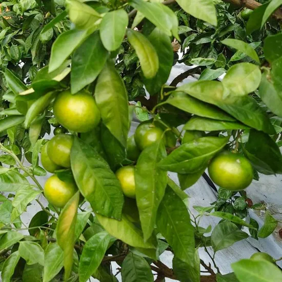 鹿児島大里産のかごしま早生みかんは、フレッシュな味わいでギフトやお取り寄せに最適