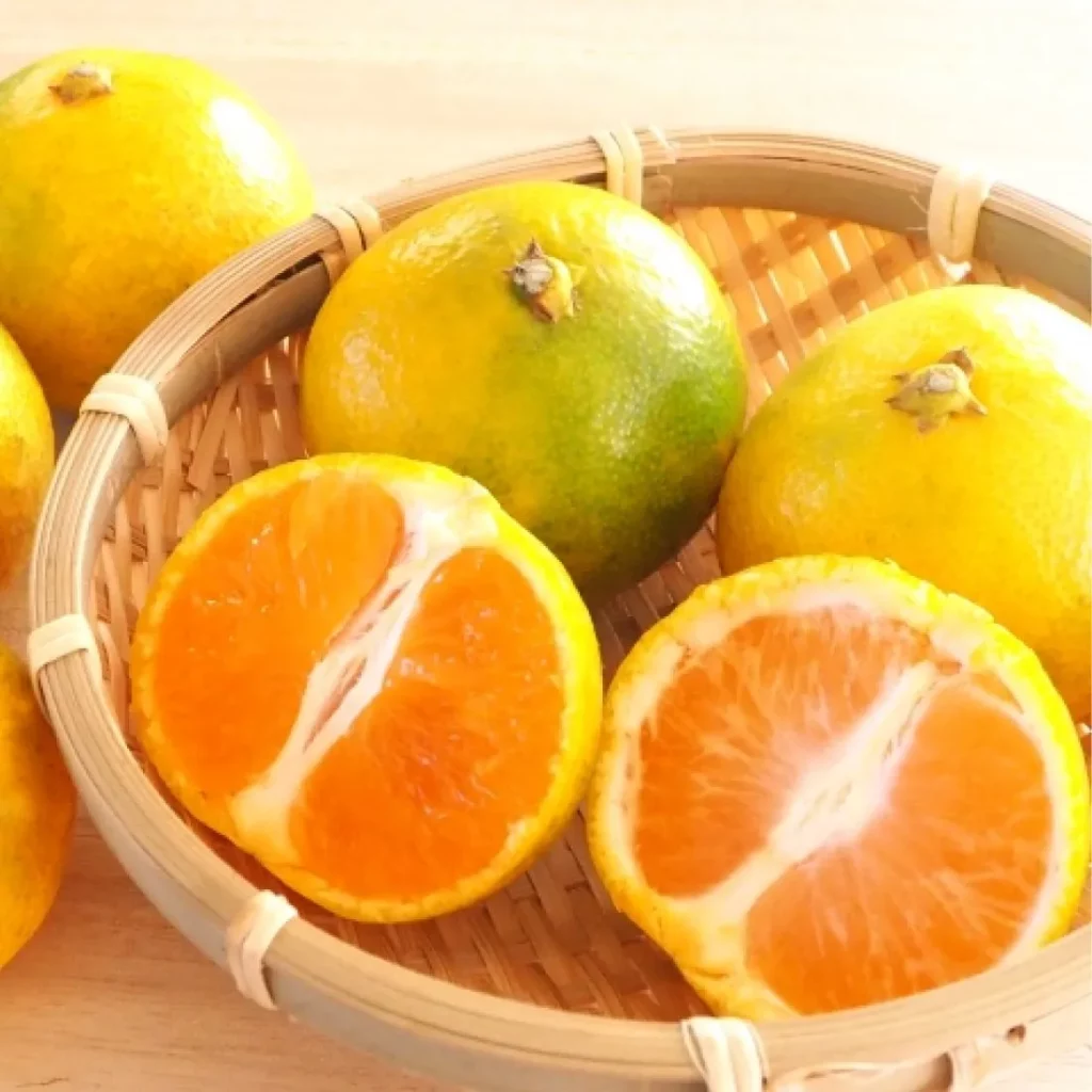 鹿児島県竹ん子山の自然に育まれた早生みかんをお取り寄せで味わえる