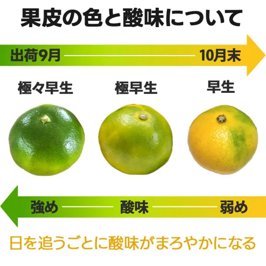 鹿児島竹ん子山産の早生みかんは、フレッシュな香りが魅力のギフト向け果物